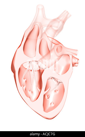 Anatomie en coupe du cœur Banque D'Images