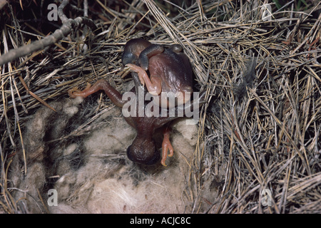 Cuckoo européenne nouvellement éclos Cuculus canorus nichée ejection Colibri roux Cercotrichas galactotes robin bush de poussin nid Espagne Banque D'Images