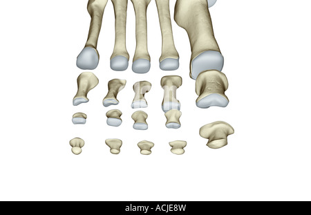 Les os du pied Banque D'Images