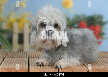 Dandie Dinmont Terrier Banque D'Images