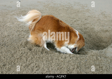 Chien de race mélangée Banque D'Images