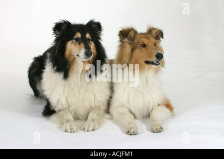 Rough Collie Banque D'Images