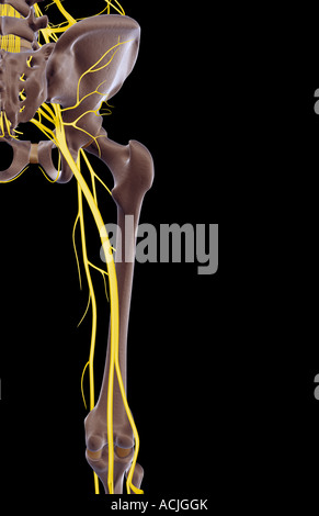 Les nerfs du membre inférieur et de la hanche Banque D'Images