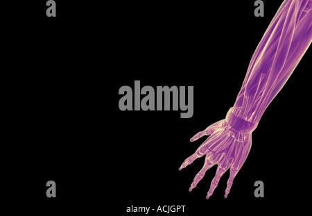 Les muscles de l'avant-bras Banque D'Images