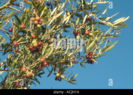 Olives maturation sur l'arbre Banque D'Images