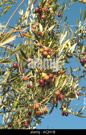 Olives maturation sur l'arbre Banque D'Images