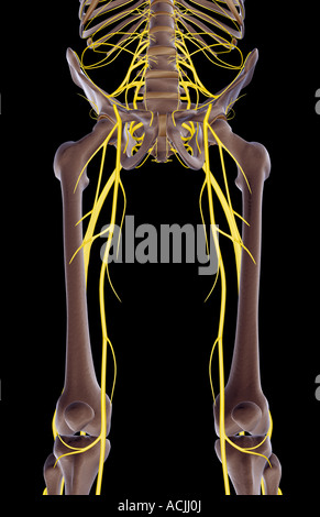 Les nerfs du membre inférieur Banque D'Images