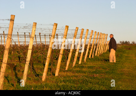 Un homme debout dans le vignoble à la recherche le long des rangées de vignes avec l'appui en bois poteaux et câbles métalliques formant un motif, au coucher du soleil. Bodega Carlos Pizzorno Winery, Canelon Chico, Canelones, Uruguay, Amérique du Sud Banque D'Images