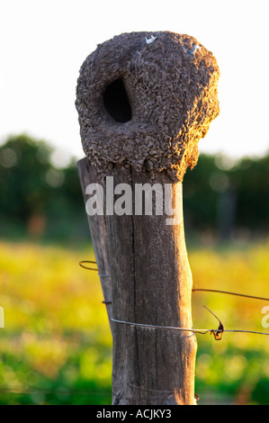 La vigne dans le vignoble avant l'élagage et un four en argile en forme de nid d'oiseau de boue de Bruant hornero Furnarius Rufus couronnée sur l'un des mâts en bois. Bodega Carlos Pizzorno Winery, Canelon Chico, Canelones, Uruguay, Amérique du Sud Banque D'Images