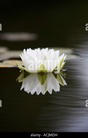 Nymphaea Gonnere. White Water Lily dans un étang avec la réflexion. UK Banque D'Images