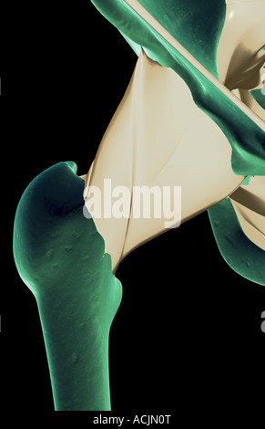 Les ligaments de la hanche Banque D'Images
