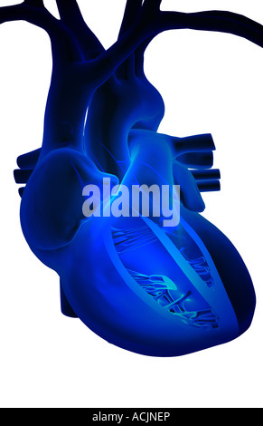 Anatomie en coupe du cœur Banque D'Images