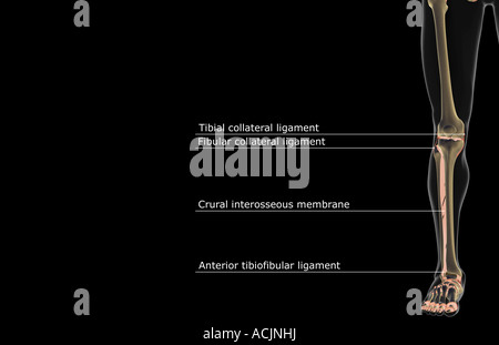 Les ligaments du membre inférieur Banque D'Images