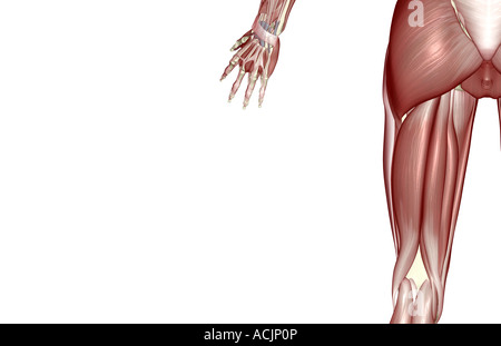 Les muscles de la cuisse Banque D'Images