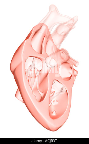 Anatomie en coupe du cœur Banque D'Images