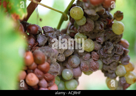 Les raisins de sémillon avec pourriture noble. Au moment de la récolte, Chateau d'Yquem, Sauternes, bordeaux, aquitaine, Gironde, France, Europe Banque D'Images