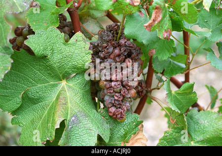 Les raisins de sémillon avec pourriture noble. Au moment de la récolte, Chateau d'Yquem, Sauternes, bordeaux, aquitaine, Gironde, France, Europe Banque D'Images