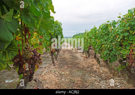 Les raisins de sémillon avec pourriture noble sur des vignes dans le cadre de la migration de perspective sur des sols sableux et graveleux. Au moment de la récolte, Chateau d'Yquem, Banque D'Images