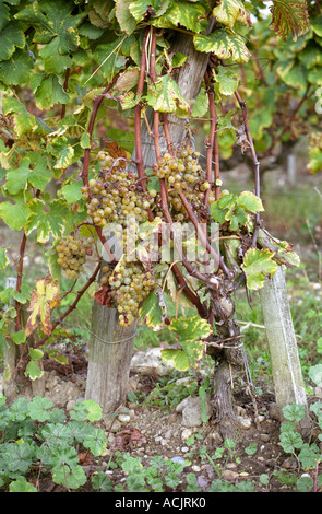 Les raisins de sémillon avec pourriture noble sur un vin très plein de grappes au moment de la récolte, Chateau d'Yquem, Sauternes, bordeaux, aquitaine, Gironde, France, Europe Banque D'Images