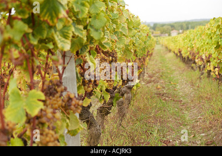 Les raisins de sémillon avec pourriture noble sur des vignes dans le cadre de la migration de perspective sur des sols sableux et graveleux. Au moment de la récolte, Chateau d'Yquem, Banque D'Images