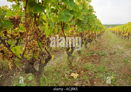 Les raisins de sémillon avec pourriture noble sur des vignes dans le cadre de la migration de perspective sur des sols sableux et graveleux. Au moment de la récolte, Chateau d'Yquem, Banque D'Images