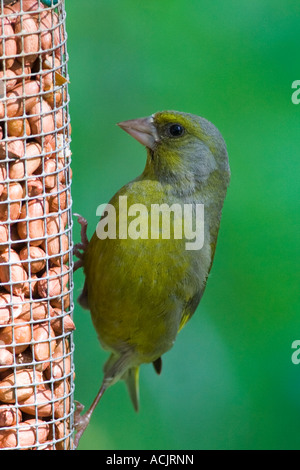 Verdier mâle (Carduelis chloris) sur l'alimentation du convoyeur d'arachide Banque D'Images