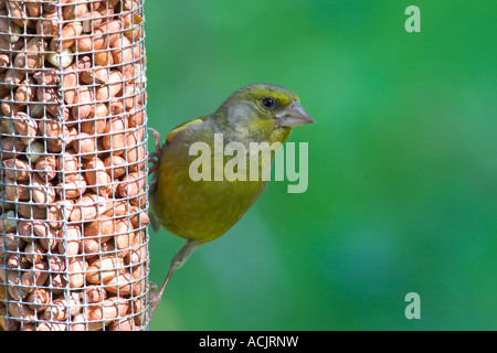 Verdier mâle (Carduelis chloris) sur l'alimentation du convoyeur d'arachide Banque D'Images