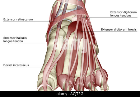 Les muscles du pied Banque D'Images