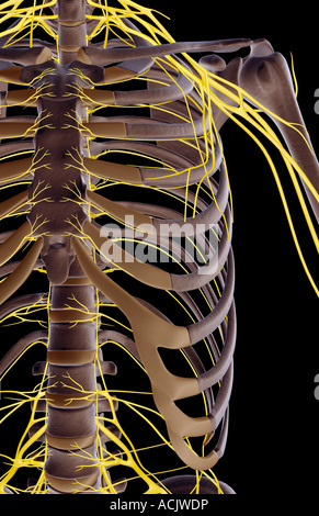 Les nerfs de l'épaule Banque D'Images