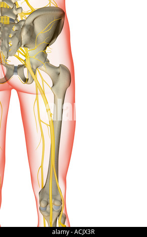 Les nerfs du membre inférieur et de la hanche Banque D'Images