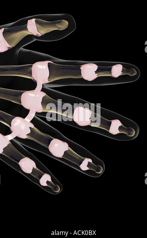 Les ligaments des doigts Banque D'Images