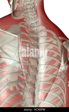 Le musculoskeleton du haut du corps Banque D'Images