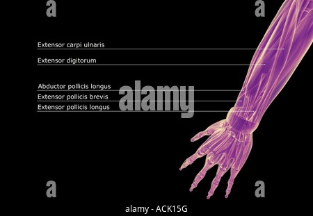 Les muscles de l'avant-bras Banque D'Images