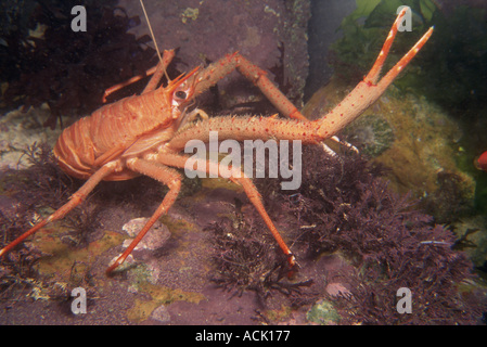Récupération longue squat lobster Munida rugosa Jersey Channel est UK Banque D'Images