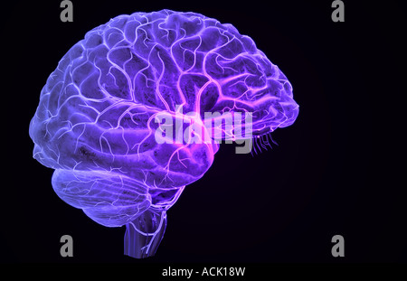 Les artères du cerveau Banque D'Images