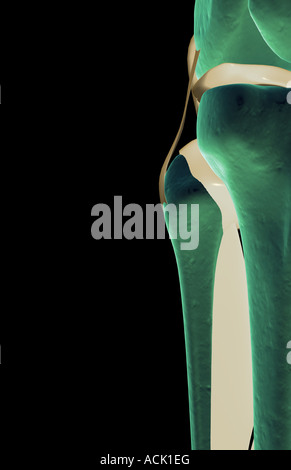 Les ligaments du genou Banque D'Images