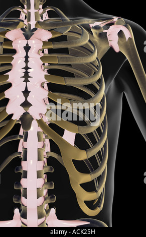 Les ligaments de l'épaule Banque D'Images