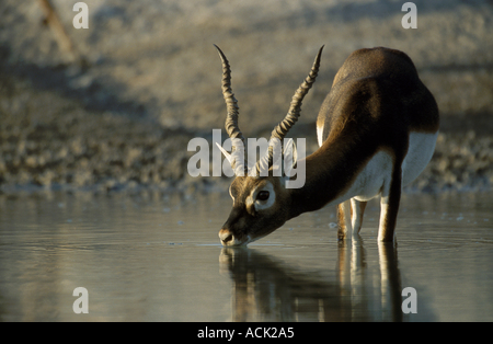 Jeune homme Blackbuck Antilope cervicapra potable désert de Thar W le Rajasthan en Inde Banque D'Images