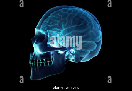 Le cerveau Banque D'Images