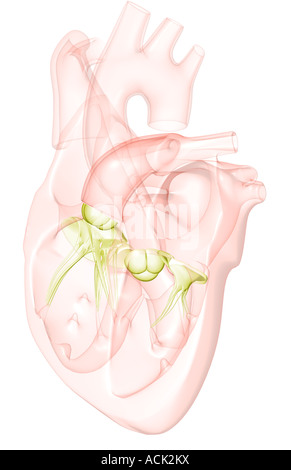 Anatomie en coupe du cœur Banque D'Images