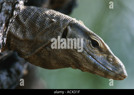 Varan du Bengale tête portrait Varanus Keoladeo Ghana Inde NP benghalensis Banque D'Images