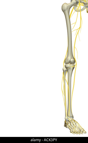 Les nerfs du membre inférieur Banque D'Images