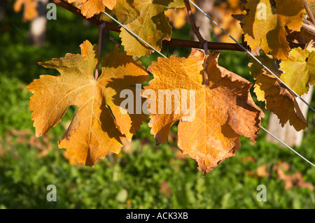 Couleurs d'automne dans le vignoble à la fin de l'après-midi soir soleil, rouge, marron, jaune, feuilles détail Domaine Vignoble des Verdots Conne de Labarde Bergerac Dordogne France Banque D'Images