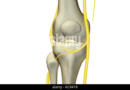 Les nerfs du genou Banque D'Images
