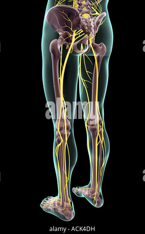 Les nerfs de la partie inférieure du corps Banque D'Images