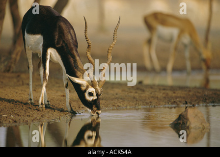 Mâle Antilope cervicapra Blackbuck potable désert du Thar Rajasthan Inde Banque D'Images