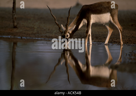 Mâle Antilope cervicapra Blackbuck potable désert du Thar Rajasthan Inde Banque D'Images