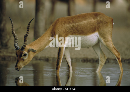 Blackbuck jeune mâle Antilope cervicapra potable désert de Thar Rajasthan Inde Banque D'Images