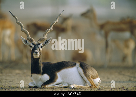 Mâle Antilope cervicapra Blackbuck repos désert du Thar Rajasthan Inde Banque D'Images