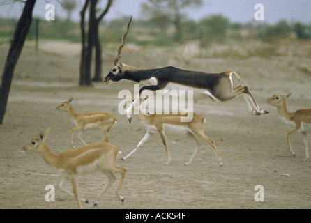 Blackbuck homme sautant parmi les femmes Antilope cervicapra désert de Thar Rajasthan Inde Banque D'Images